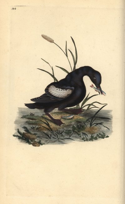 Arao aliblanco, Cepphus grylle, con pez en el pico de Edward Donovan