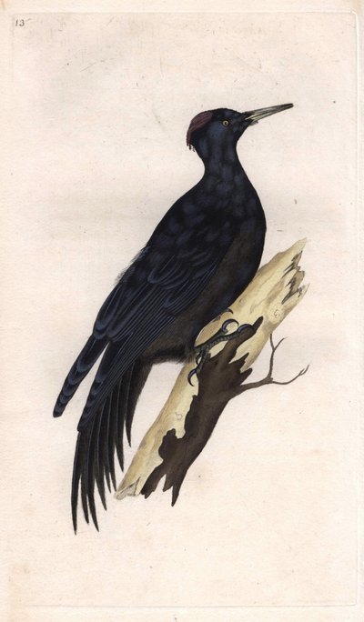 Pico negro. Dryocopus martius (Picus martius). Grabado en cobre por Edward Donovan (1768-1837), publicado en Historia natural de las aves británicas, Londres de Edward Donovan