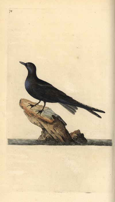 Fumarel negro, Chlidonias niger. Grabado en cobre coloreado a mano dibujado y grabado por Edward Donovan de su propia "Historia Natural de las Aves Británicas," Londres de Edward Donovan