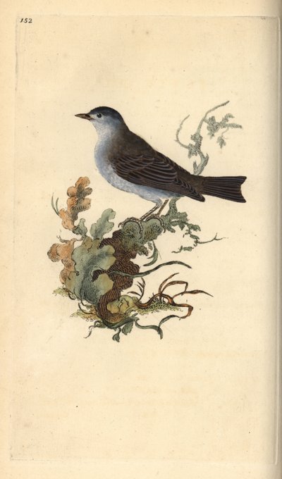 Curruca capirotada, Sylvia atricapilla. Ilustración a mano de cobre grabada por Edward Donovan de su propio 