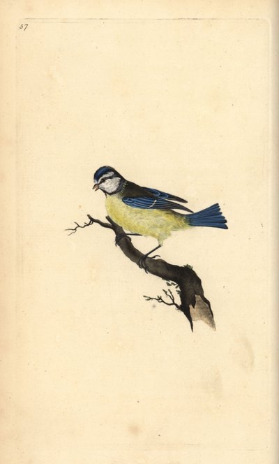 Herrerillo común, Cyanistes caeruleus. Grabado a mano coloreado por Edward Donovan de su propia Historia Natural de las Aves Británicas, Londres de Edward Donovan