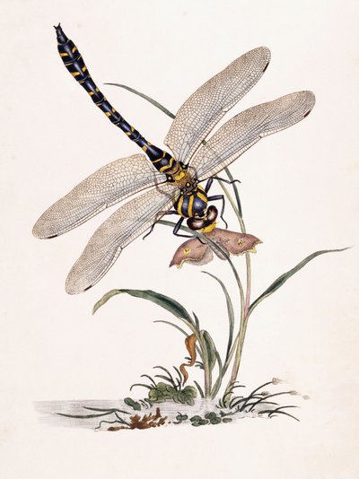 Libélula de Bolton de Edward Donovan