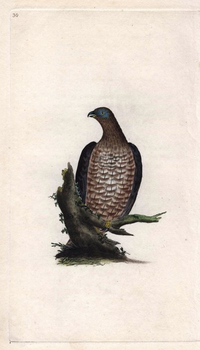 Abejero europeo. Pernis apivorus (Falco apivorus). Grabado en cobre por Edward Donovan (1768-1837), publicado en Historia natural de las aves británicas, Londres de Edward Donovan