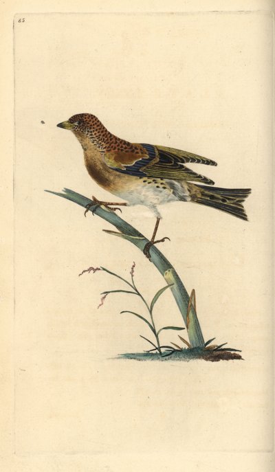 Pinzón real, Fringilla montifringilla. Grabado a mano coloreado por Edward Donovan de su propia Historia Natural de las Aves Británicas, Londres de Edward Donovan