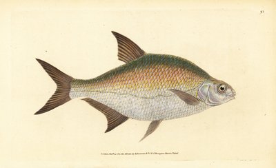 Brema, Abramis brama (Cyprinus brama). Grabado en cobre coloreado a mano dibujado y grabado por Edward Donovan de su Historia Natural de los Peces Británicos, Donovan y F.C. y J. Rivington, Londres de Edward Donovan