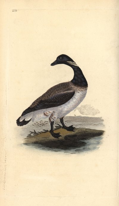Barnacla carinegra, Branta bernicla. Grabado en cobre coloreado a mano dibujado y grabado por Edward Donovan de su propia "Historia Natural de las Aves Británicas," Londres de Edward Donovan