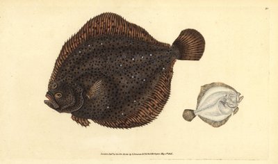 Rodaballo o perla, Scophthalmus rhombus (Pleuronectes rhombus). Grabado en cobre coloreado a mano dibujado y grabado por Edward Donovan de su Historia Natural de los Peces Británicos, Donovan y F.C. y J. Rivington, Londres de Edward Donovan