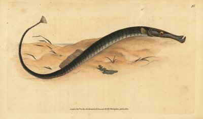Pez pipa de hocico ancho o más corto. Syngnathus typhle. Grabado en cobre coloreado a mano dibujado y grabado por Edward Donovan de su Historia Natural de los Peces Británicos, Donovan y F.C. y J. Rivington, Londres de Edward Donovan