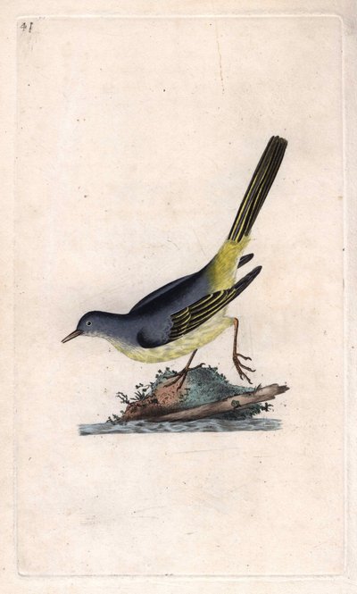 Lavandera cascadeña. Motacilla cinerea. Grabado en cobre por Edward Donovan, publicado en Histoire naturelle des oiseaux britanniques, Londres de Edward Donovan