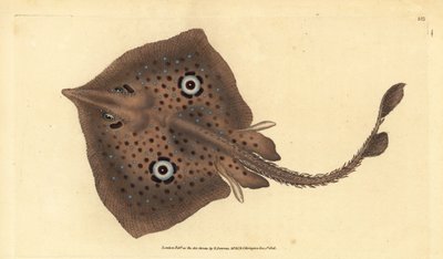 Raja miraletus, raya marrón o raya espejo. Grabado en cobre coloreado a mano dibujado y grabado por Edward Donovan de su Historia Natural de los Peces Británicos, Donovan y F.C. y J. Rivington, Londres de Edward Donovan