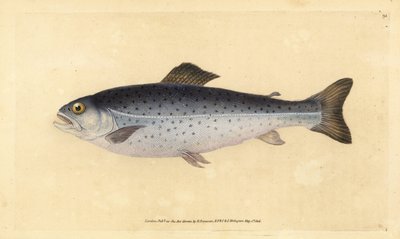 Trucha marrón, Salmo trutta (Sewen, Salmo cambricus) (grabado a mano por Edward Donovan de su 