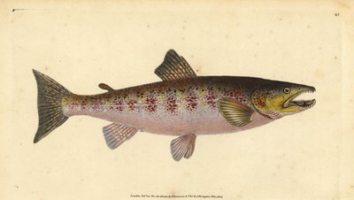 Trucha marrón, Salmo trutta fario (Trucha, Salmo fario) de Edward Donovan