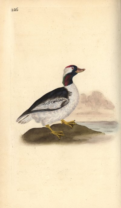 Porrón osculado, Bucephala albeola. Grabado en cobre coloreado a mano dibujado y grabado por Edward Donovan de su propia “Historia Natural de las Aves Británicas,” Londres de Edward Donovan