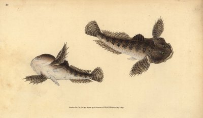 Cabezón, Cottus gobio. Grabado a mano coloreado por Edward Donovan de su Historia Natural de los Peces Británicos, Donovan y F.C. y J. Rivington, Londres de Edward Donovan