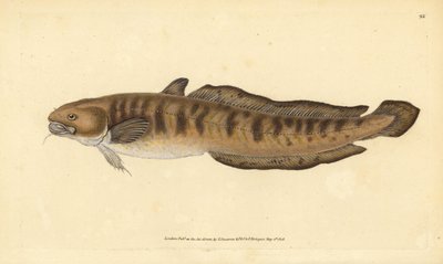 Lota lota (Gadus lota). Grabado en cobre coloreado a mano dibujado y grabado por Edward Donovan de su Historia Natural de los Peces Británicos, Donovan y F.C. y J. Rivington, Londres de Edward Donovan