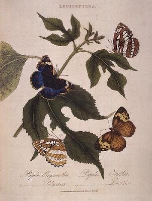 Mariposas: Papilio Erymanthis; Papilio Orythia; Papilio Polyxena; Papilio Leucothoe, pub. por el artista de Edward Donovan