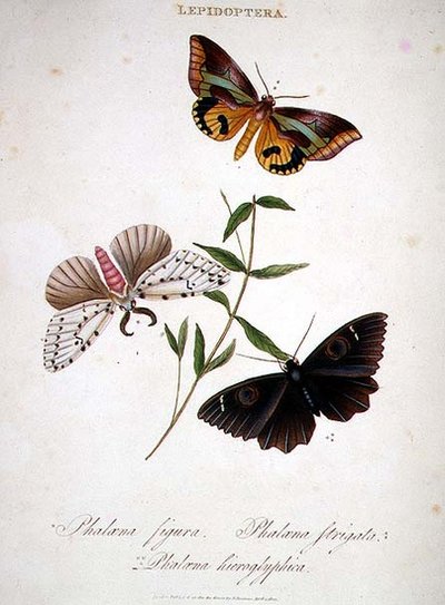 Mariposas: Phalaena Figura; Phalaena Strigata y Phalaena Hieroglyphica, pub. por el artista de Edward Donovan
