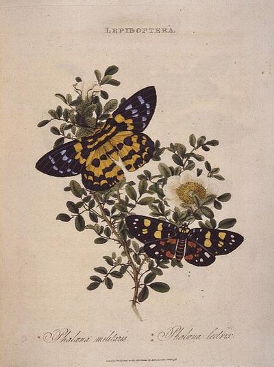Mariposas: Phalaena Militaris, Phalaena Lectrix, pub. por el artista de Edward Donovan