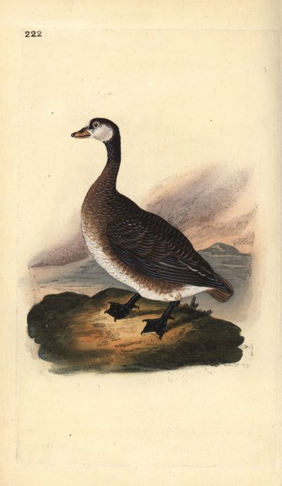 Ganso canadiense, Branta canadensis. Ilustración a mano de cobre grabada por Edward Donovan de su propio 