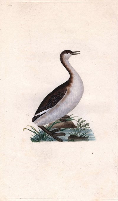 Zampullín común. Tachybaptus ruficollis. Grabado en cobre por Edward Donovan, publicado en Histoire naturelle des oiseaux britanniques, Londres de Edward Donovan