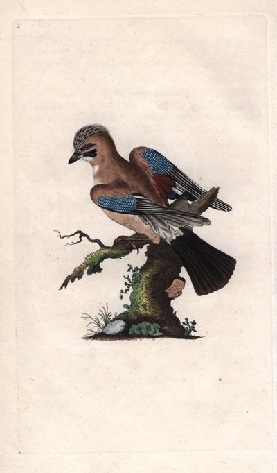 Arrendajo de los robles. Garrulus glandarius (Corvus glandarius). Grabado en cobre por Edward Donovan (1768-1837), publicado en Historia natural de las aves británicas, Londres de Edward Donovan