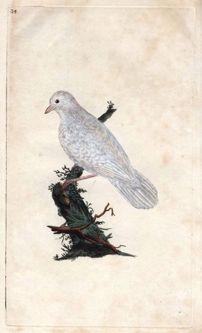 Arrendajo de los robles, Garrulus glandarius (grabado en cobre por Edward Donovan, publicado en 