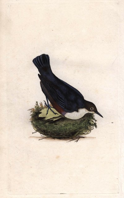 Mirlo acuático. Cinclus cinclus. Grabado en cobre de Edward Donovan, publicado en Histoire naturelle des oiseaux britanniques, Londres de Edward Donovan