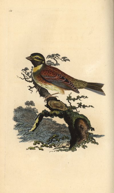 Escribano soteño, Emberiza cirlus (grabado a mano por Edward Donovan de su 