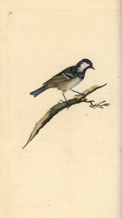 Carbonero garrapinos, Periparus ater. Grabado a mano coloreado por Edward Donovan de su propia Historia Natural de las Aves Británicas, Londres de Edward Donovan