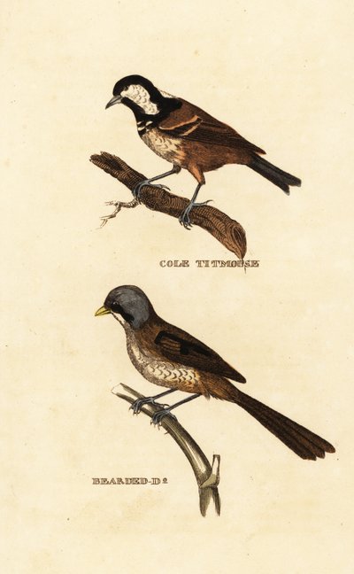 Carbonero garrapinos, Parus ater, y bigotudo, Panurus biarmicus de Edward Donovan