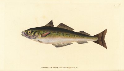 Carbonero o abadejo, Pollachius virens (Gadus carbonarius). Grabado a mano coloreado por Edward Donovan de su Historia Natural de los Peces Británicos, Donovan y F.C. y J. Rivington, Londres de Edward Donovan