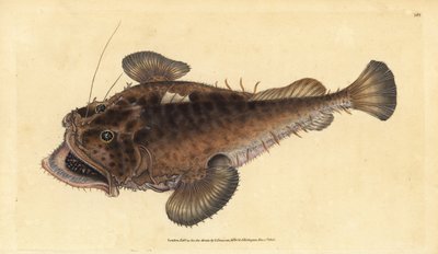 Rape común, Lophius piscatorius. Grabado a mano coloreado por Edward Donovan de su Historia Natural de los Peces Británicos, Donovan y F.C. y J. Rivington, Londres de Edward Donovan