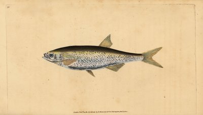 Alburno común, Alburnus alburnus (Cyprinus alburnus). Grabado en cobre coloreado a mano dibujado y grabado por Edward Donovan de su Historia Natural de los Peces Británicos, Donovan y F.C. y J. Rivington, Londres de Edward Donovan