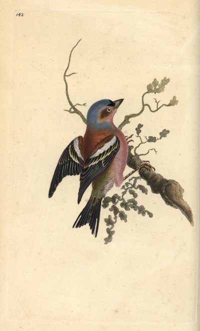 Pinzón vulgar, Fringilla coelebs. Grabado a mano coloreado por Edward Donovan de su propia Historia Natural de las Aves Británicas, Londres de Edward Donovan