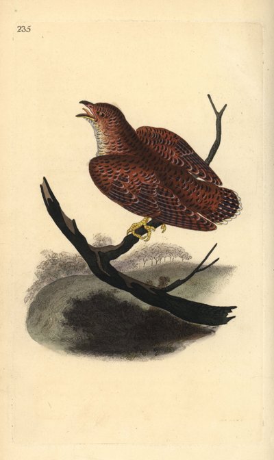 Cuco común (juvenil), Cuculus canorus de Edward Donovan