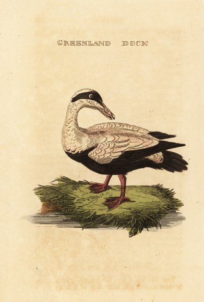 Eider común, Somateria mollissima de Edward Donovan