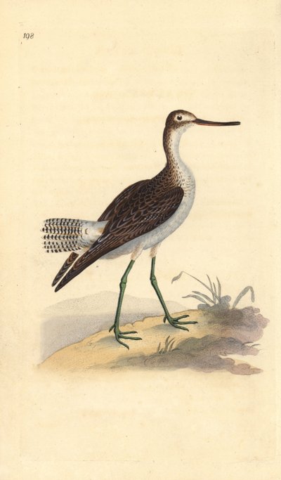 Archibebe claro, Tringa nebularia. Grabado a mano coloreado por Edward Donovan de su propia Historia Natural de las Aves Británicas, Londres de Edward Donovan