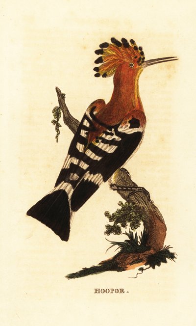 Abubilla común, Upupa epops de Edward Donovan