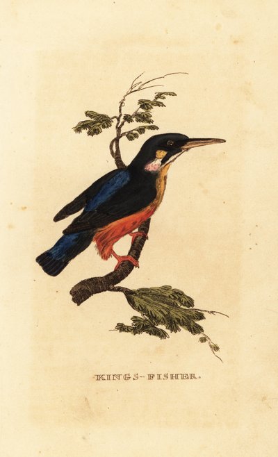Martín pescador común, Alcedo atthis de Edward Donovan