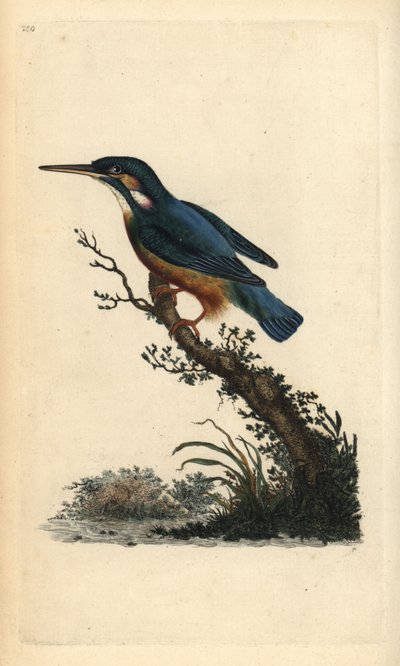 Martín pescador común, Alcedo atthis. Grabado en cobre coloreado a mano dibujado y grabado por Edward Donovan de su propia “Historia Natural de las Aves Británicas,” Londres de Edward Donovan