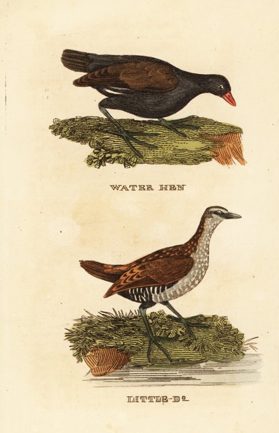 Gallineta común, Gallinula chloropus, y polluela pintoja, Porzana porzana de Edward Donovan