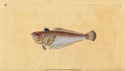 Pez víbora común, Trachinus draco. Grabado a mano coloreado por Edward Donovan de su Historia Natural de los Peces Británicos, Donovan y F.C. y J. Rivington, Londres de Edward Donovan