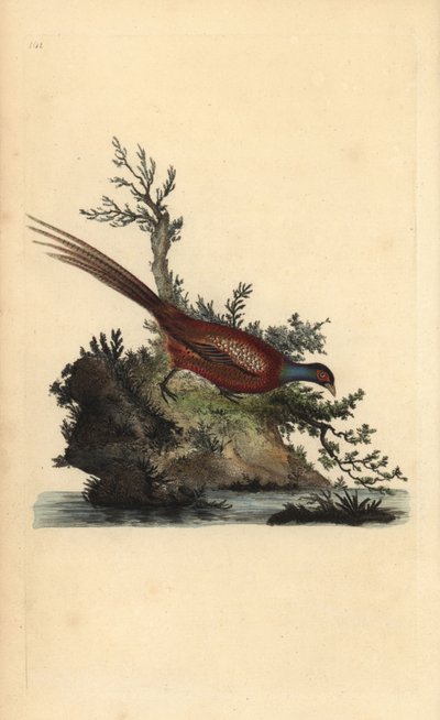 Faisán común, Phasianus colchicus. Grabado en cobre coloreado a mano dibujado y grabado por Edward Donovan de su propia “Historia Natural de las Aves Británicas,” Londres de Edward Donovan