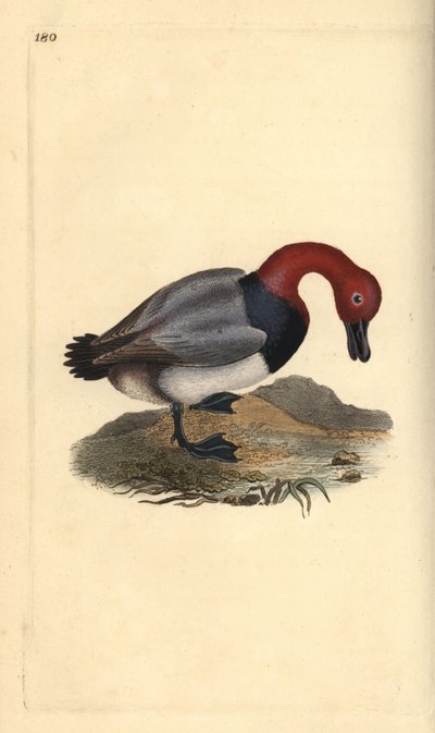 Porrón común o porrón europeo, Aythra ferina (macho). Grabado a mano coloreado por Edward Donovan de su propia Historia Natural de las Aves Británicas, Londres de Edward Donovan