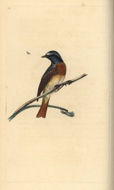 Colirrojo real, Phoenicurus phoenicurus. Grabado en cobre coloreado a mano dibujado y grabado por Edward Donovan de su propia "Historia Natural de las Aves Británicas," Londres de Edward Donovan