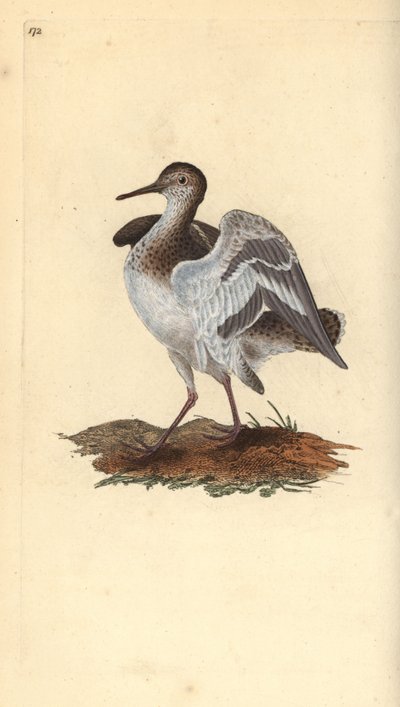 Andarríos chico, Actitis hypoleucos. Grabado a mano coloreado por Edward Donovan de su propia 