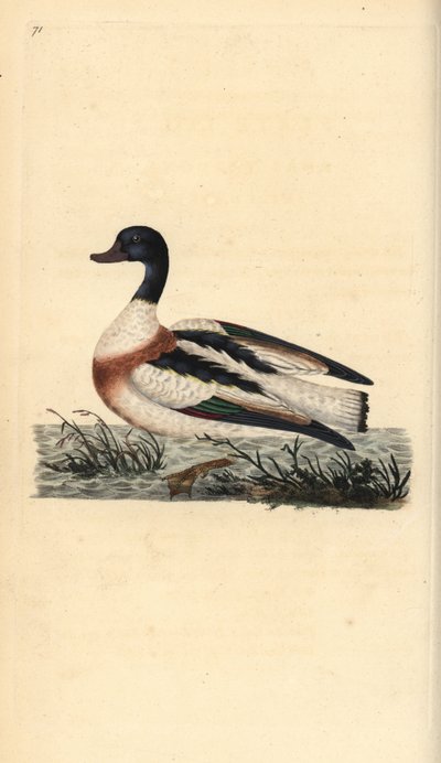 Tarro blanco, Tadorna tadorna. Grabado en cobre coloreado a mano dibujado y grabado por Edward Donovan de su propia “Historia Natural de las Aves Británicas,” Londres de Edward Donovan
