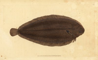 Lenguado común o lenguado de Dover, Solea solea (Pleuronectes solea). Grabado en cobre coloreado a mano dibujado y grabado por Edward Donovan de su Historia Natural de los Peces Británicos, Donovan y F.C. y J. Rivington, Londres de Edward Donovan