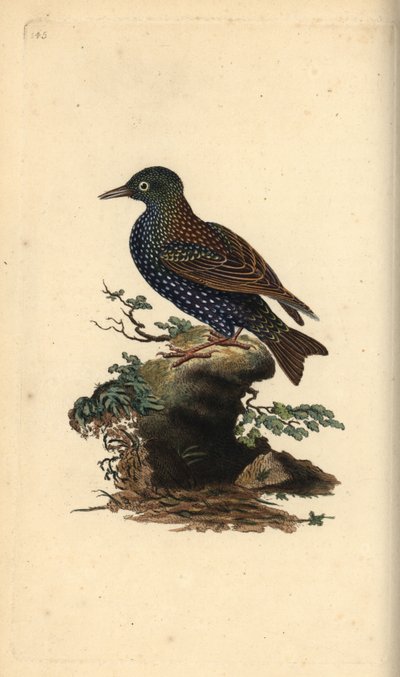 Estornino común, Sturnus vulgaris. Grabado en cobre coloreado a mano dibujado y grabado por Edward Donovan de su propia “Historia Natural de las Aves Británicas”, Londres de Edward Donovan