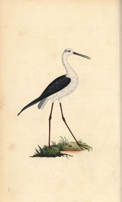 Cigüeñuela común, Himantopus himantopus. Grabado en cobre coloreado a mano dibujado y grabado por Edward Donovan de su propia “Historia Natural de las Aves Británicas,” Londres de Edward Donovan
